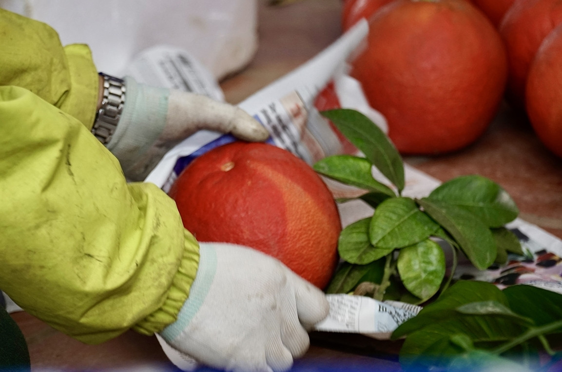 Bưởi bắt đầu cho thu hoạch từ tháng 8 – 12 âm lịch. Một số đơn vị muốn mua bưởi đỏ phải đặt trước 2 tháng. Ảnh: Qđnd