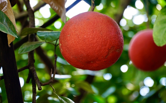Khi còn non, bưởi đỏ Đông Cao có màu xanh, khi già quả màu vàng, tới lúc chín sẽ chuyển sang một màu đỏ căng mịn trông rất đẹp mắt, tượng trưng cho Tài lộc - Thịnh vượng - May mắn. Ảnh: Check