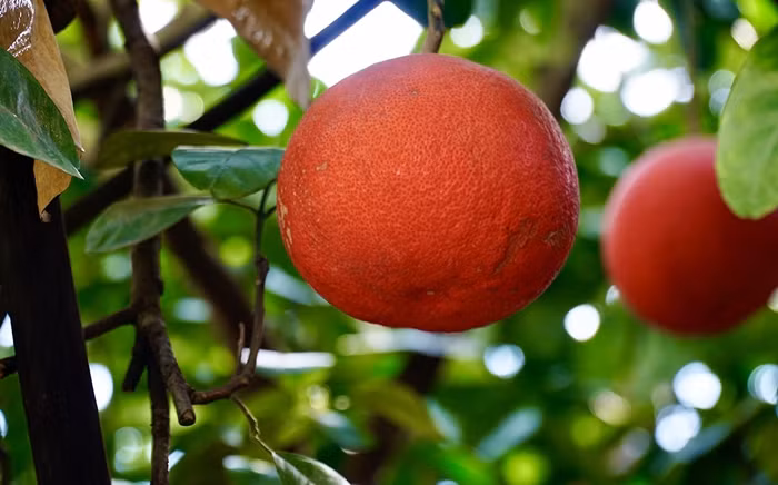 Khi còn non, bưởi đỏ Đông Cao có màu xanh, khi già quả màu vàng, tới lúc chín sẽ chuyển sang một màu đỏ căng mịn trông rất đẹp mắt, tượng trưng cho Tài lộc - Thịnh vượng - May mắn. Ảnh: Check