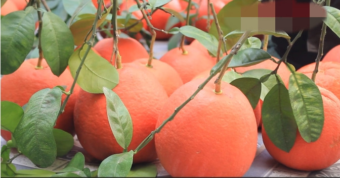 Những ngày cuối năm, người dân làng Đông Cao (Mê Linh, Hà Nội) tất bật chuẩn bị cho vụ thu hoạch bưởi đỏ "tiến vua" bán Tết Nguyên đán 2024. Ảnh: Qdnd