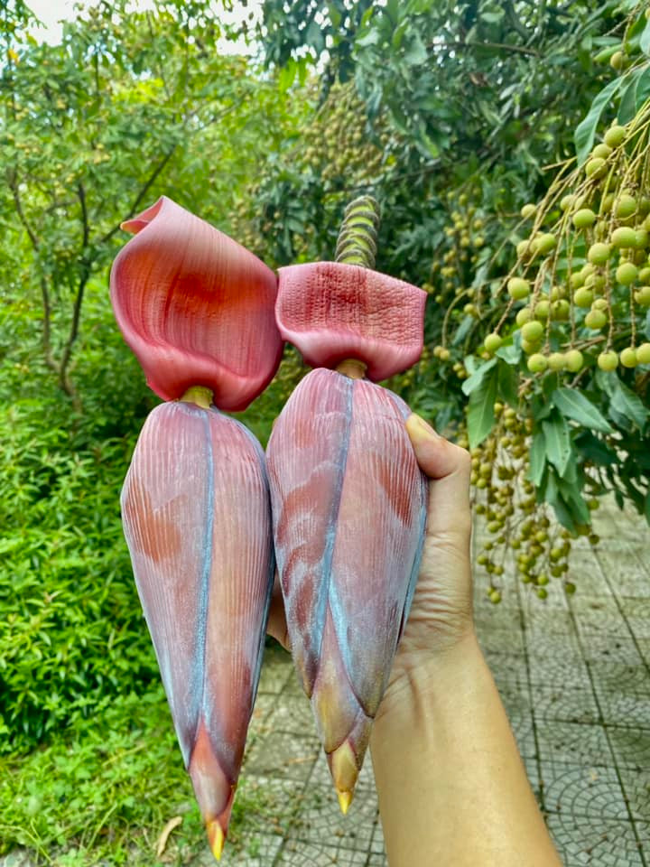 Hoa chuối hái trong vườn.