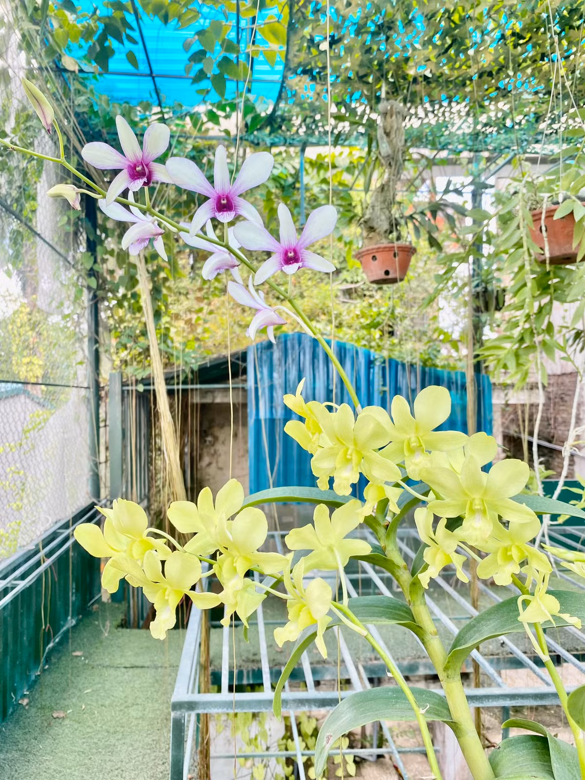 Ngoài trái cây, khu vườn của cố nghệ sĩ Giang Còi còn trồng rất nhiều hoa lan.