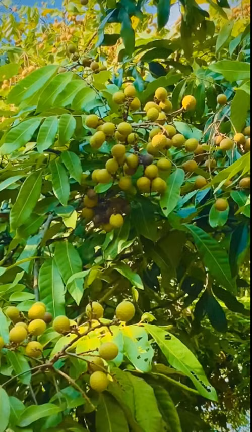 Đạo diễn Hiếu Vick khoe nhãn lồng Hoà Bình được nuôi trồng sạch như nhãn rừng.