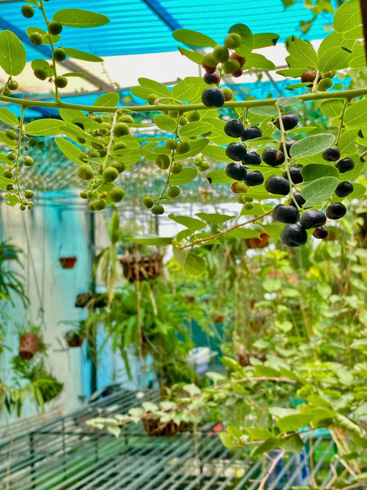 Quả muồng đen sai trĩu.