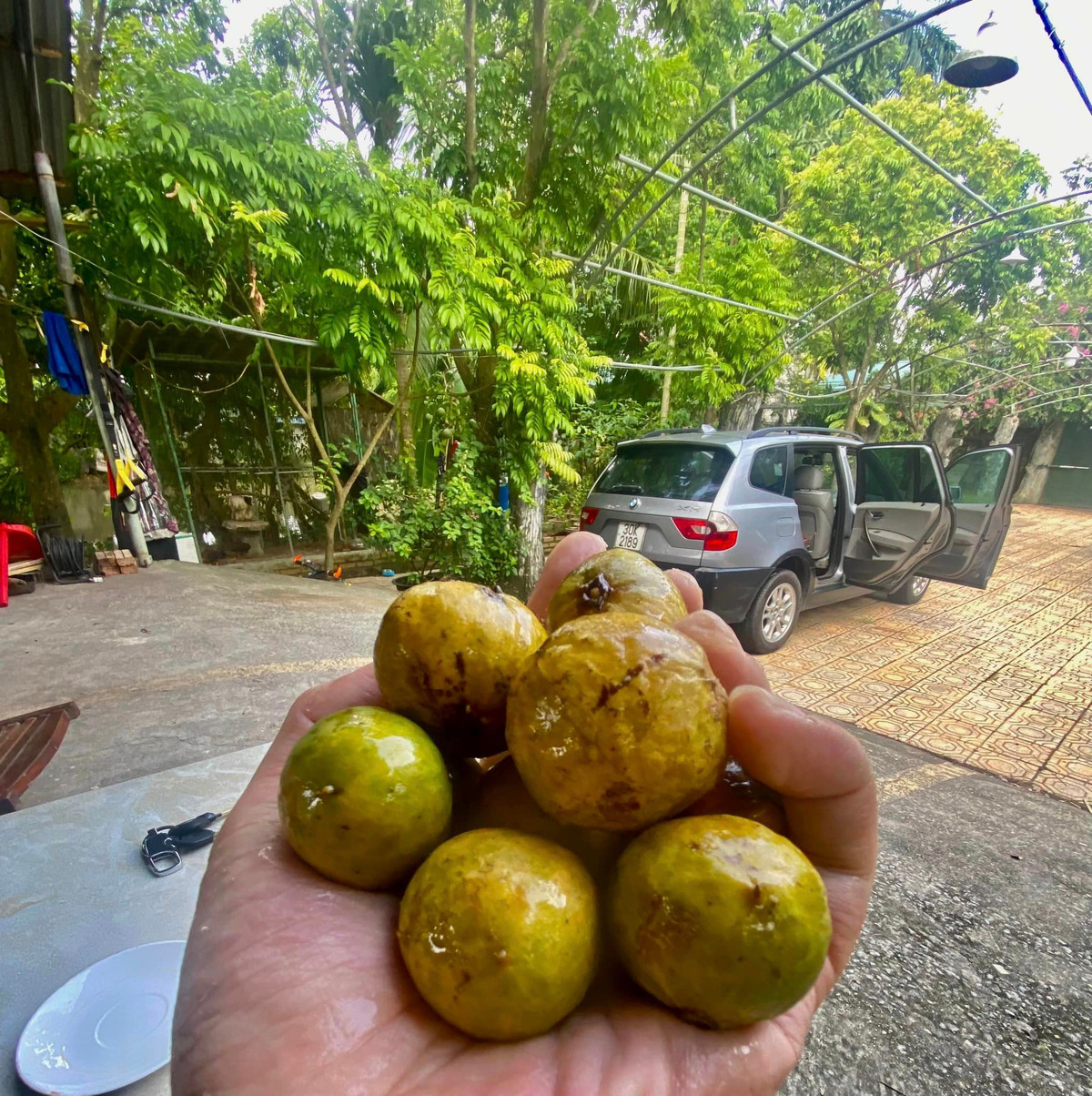 Trong khu vườn, các con cố nghệ sĩ Giang Còi thu hoạch được nhiều nông phẩm.