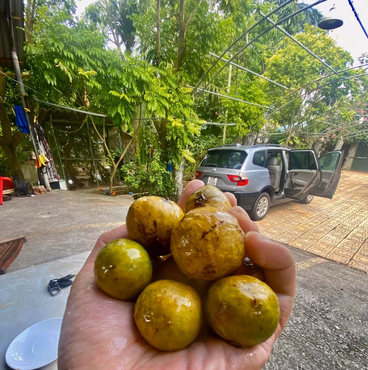 Trong khu vườn, các con cố nghệ sĩ Giang Còi thu hoạch được nhiều nông phẩm.