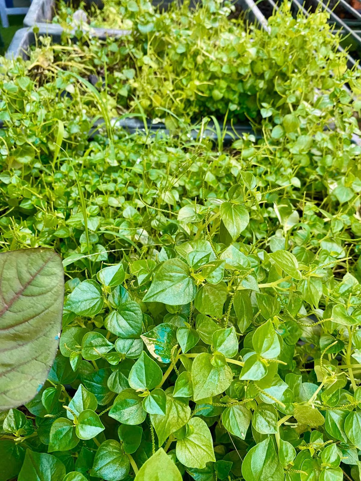 Rau càng cua xanh mơn mởn.