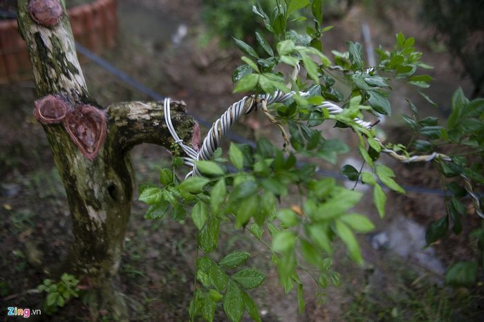 Những cây nguyệt quế ông Sanh trồng, cứ lớn lên mỗi ngày, ra hoa rụng quả và đâm chồi, nảy mầm thành cây mới. Ảnh: Zing