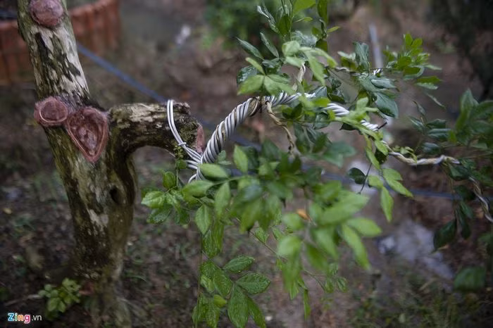 Những cây nguyệt quế ông Sanh trồng, cứ lớn lên mỗi ngày, ra hoa rụng quả và đâm chồi, nảy mầm thành cây mới. Ảnh: Zing