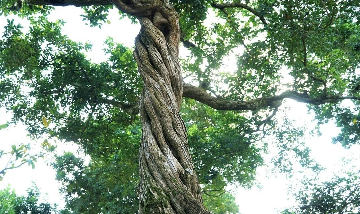 Thân cây xoắn như dây thừng. Ảnh: Dân trí