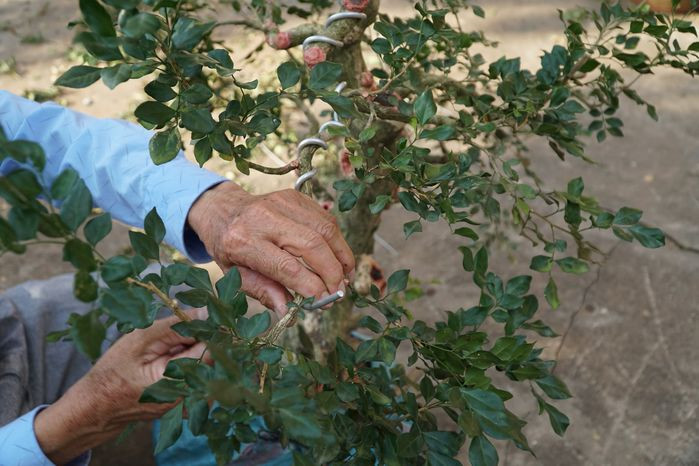Cây nào cũng to lớn và có hình dáng khác nhau, từ thẳng đến đến uốn cong, gốc xoắn... Ảnh: Bestie