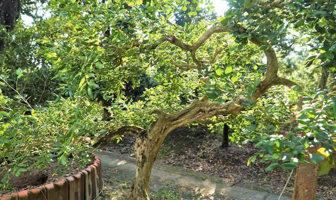 Theo ông Sanh, một cây có nhiều nhánh nhưng không phải nhánh nào cũng cắt. Dáng khó làm nhất là dáng huyền vì bẻ cho nhánh đổ xuống, một nhánh nhỏ cũng mất 6 tháng mới sửa xong. Ảnh: Dân trí