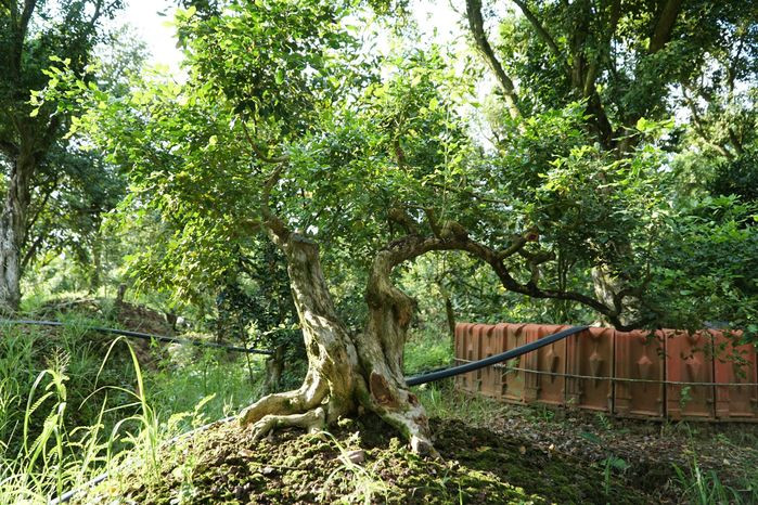 Còn "Nửa vầng trăng" là cây có phần thân được uốn cong hướng xuống đất theo hình bán nguyệt. Ảnh: Bestie