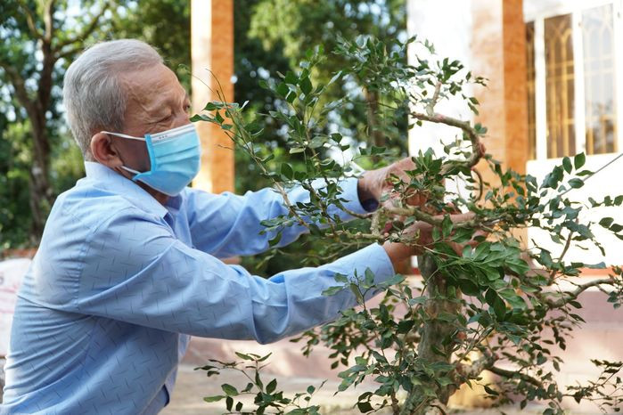 Qua mấy chục năm, vườn nguyệt quế của ông Sanh đã có hơn nghìn gốc từ độ tuổi 15 đến 35 năm. Ảnh: Bestie