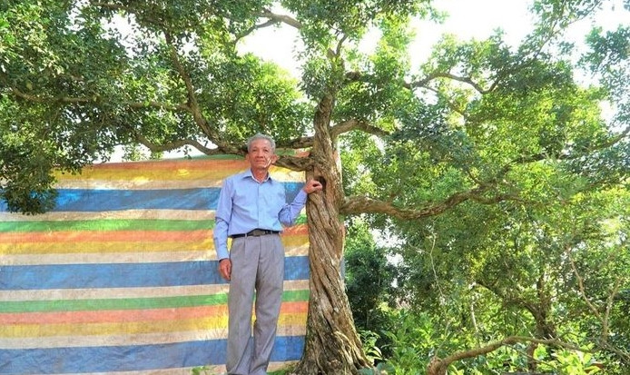 Cận cảnh vườn nguyệt quế nghìn cây khiến đại gia “phát thèm" Can canh vuon nguyet que nghin cay khien dai gia “phat them