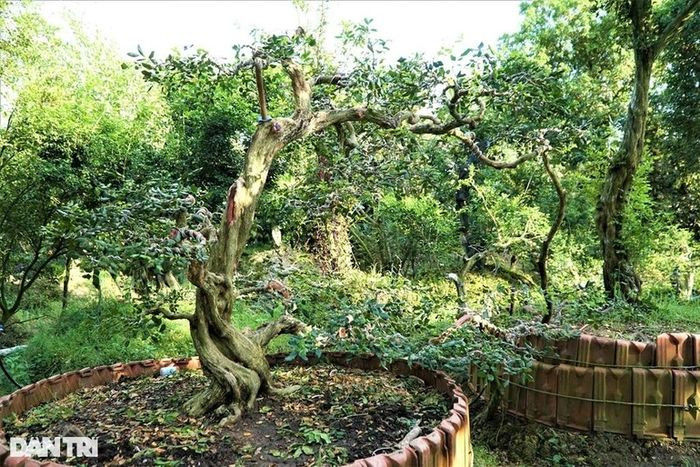 Khu vườn của ông Sanh có hơn 1.000 cây với nhiều vóc dáng, kích thước khác nhau. Ảnh: Dân trí