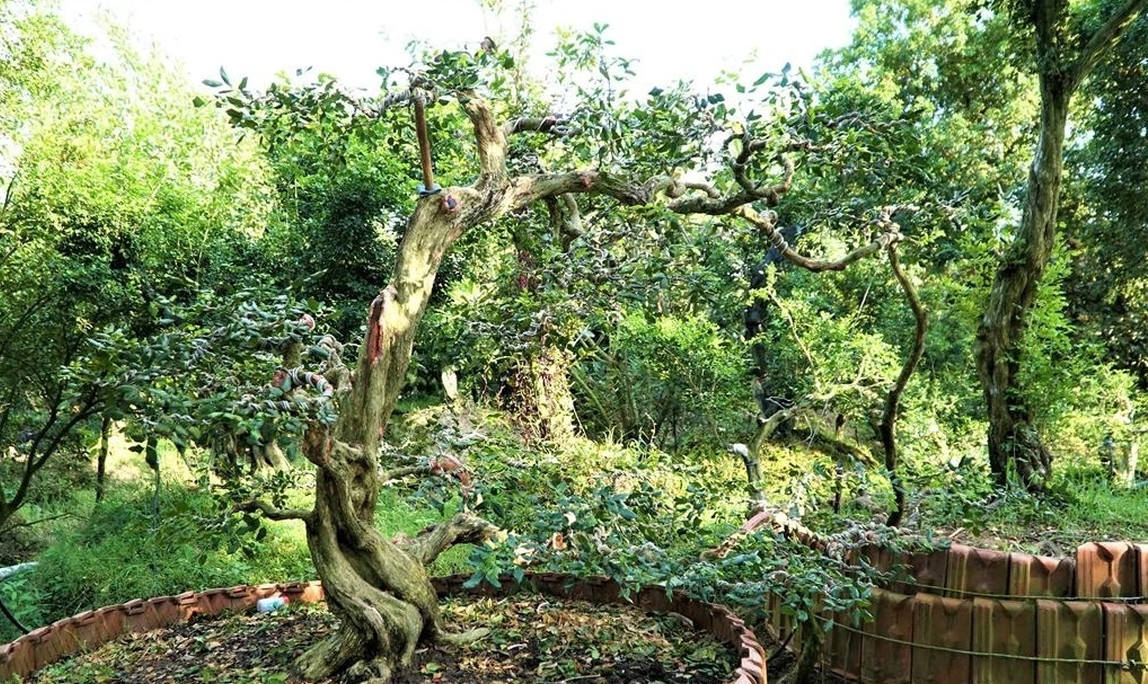 Một cây nguyệt quế có dáng bay đôi độc đáo. Ảnh: Dân trí