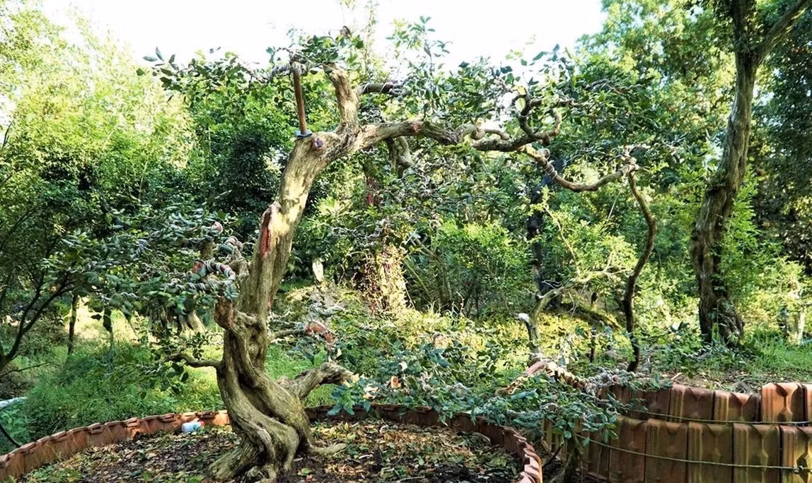 Một cây nguyệt quế có dáng bay đôi độc đáo. Ảnh: Dân trí