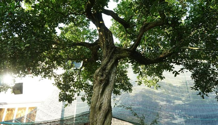 Quý giá nhất trong khu vườn là 2 cây nguyệt quế mang tên "Nhất trụ kình thiên" và "Nửa vầng trăng". Trong đó, "Nhất trụ kình thiên" dáng trực, chỉ có một thân cao khoảng 3m thẳng tắp hướng thẳng lên trời cực kì hùng vĩ, tuyệt mỹ. Ảnh: Bestie