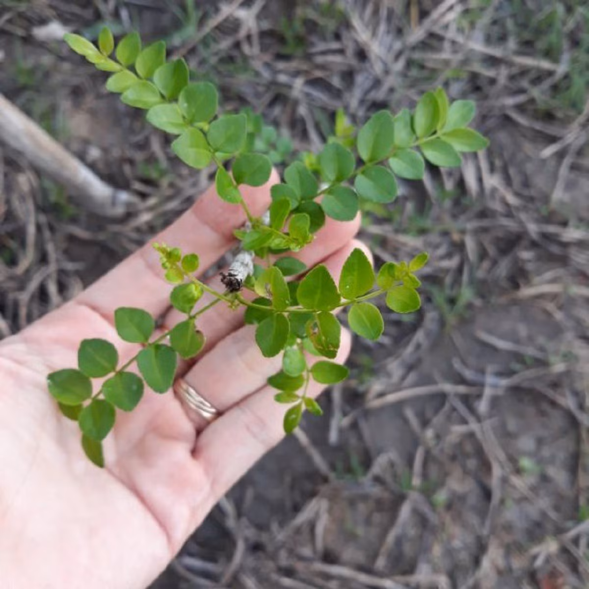 Lá, quả và hạt của cây sọ chó đều có thể sử dụng được. Chúng thường được bào chế thành các loại gia vị, mùi hăng, vị ngọt hậu. Ảnh: Internet