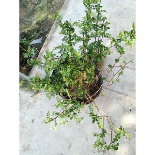 Một cây sọ chó trưởng thành cao khoảng 1m và dạng cây lùm xòa rộng. Ảnh: BeeCost