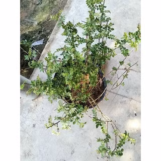 Một cây sọ chó trưởng thành cao khoảng 1m và dạng cây lùm xòa rộng. Ảnh: BeeCost