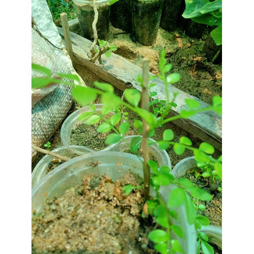 Không chỉ bán lá khô, anh Quyền còn có nguồn thu từ bán cây ươm giống. Ảnh: Sendo