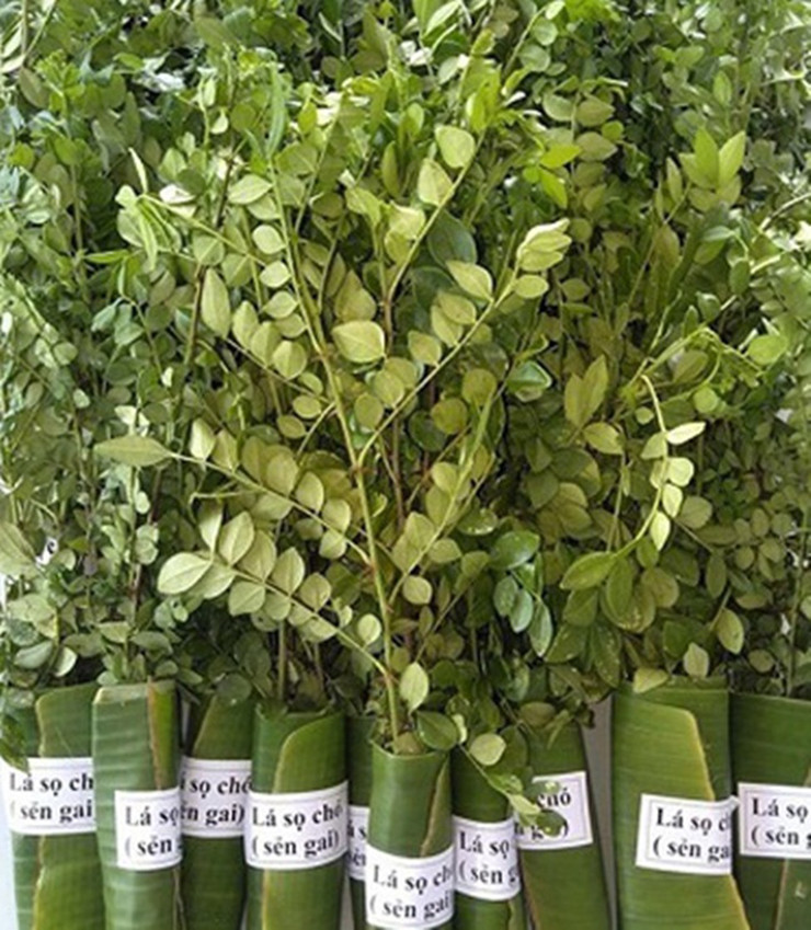 Trong khi đó, lá sấy khô có giá lên tới 800.000 đồng/kg. Ảnh: Dân Việt