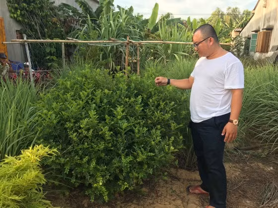 Cây sọ chó có tuổi thọ trung bình từ 2-3 năm. Do đó, người trồng có thể thu hoạch lá trong suốt quãng thời gian này trước khi trồng tạo cây mới. Ảnh: SGGP