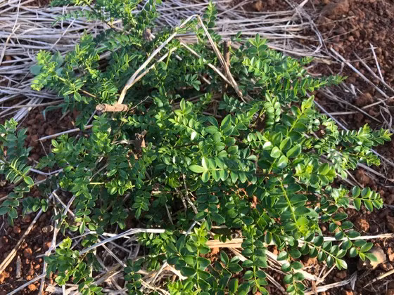  Cây sọ chó thường được gọi là cây sẻn đen, cây muồng lá nhỏ, cây đơn gai... Chúng mọc đầy bụi rậm bờ rẫy nhưng ít ai ngó ngàng. Ảnh: SGGP