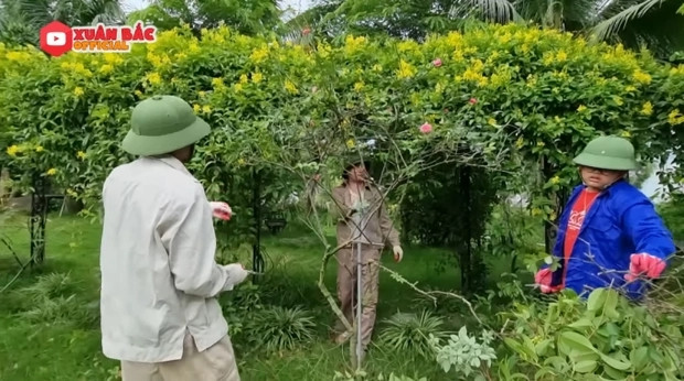 Giàn thiên lý tốt um, vàng ruộm nổi bật ở giữa vườn. Ảnh chụp màn hình