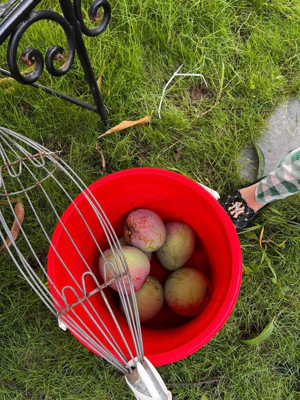 Bà xã Xuân Bắc chia sẻ thành quả thu hoạch xoài trong vườn nhà khiến ai nấy cũng phải xuýt xoa. Ảnh: FBNV