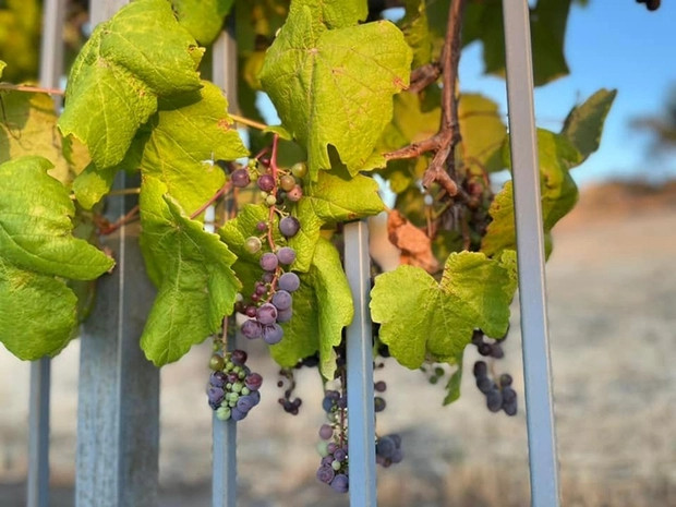 Được biết Thủy Tiên dùng nho để nấu rượu. Nguồn ảnh: FBNV