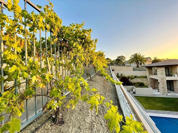 Giàn nho sai trĩu trịt trông thích mắt.