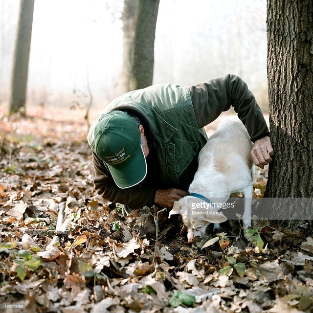 Muốn theo đuổi công việc này, người săn nấm cũng phải bỏ ra nhiều chi phí như xe cộ, chăm sóc cho các chú chó. Ảnh: Getty