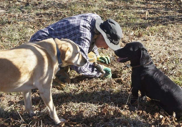 Những chú chó được huấn luyện chỉ để săn nấm truffle. Ảnh: Handout