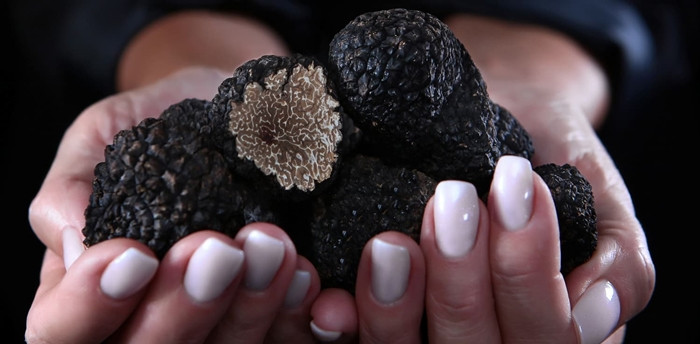 Có hai loại nấm truffle là đen và trắng. Nấm truffle đen được ví như đá quý trong lòng đất bởi chúng rất quý hiếm. Ảnh: Getty