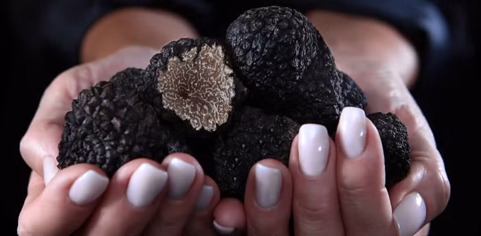 Có hai loại nấm truffle là đen và trắng. Nấm truffle đen được ví như đá quý trong lòng đất bởi chúng rất quý hiếm. Ảnh: Getty