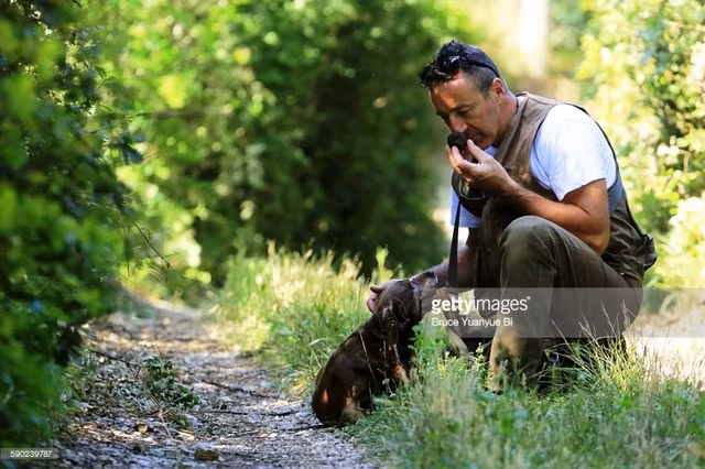Hơn nữa, để săn nấm truffle, người săn lùng nấm phải trải qua hành trình vô cùng gian nan như len lỏi trong rừng sâu từ tờ mờ sáng cùng các chú chó trợ giúp. Ảnh: Getty