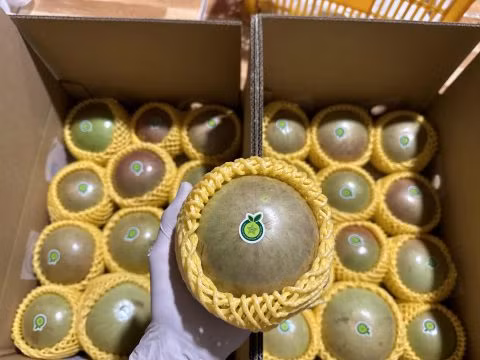 Vú sữa xuất khẩu được đóng trong thùng carton theo tiêu chuẩn. Những thùng carton này cần được in đầy đủ thông tin cần thiết trên bao bì. Ảnh: Canthofruits