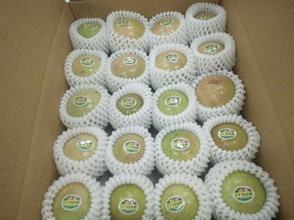 Trước khi xuất khẩu, vú sữa sẽ được dán tem truy xuất nguồn gốc. Từ đó có thể kiểm tra nguồn gốc, diện tích canh tác, danh sách các hộ nông dân tham gia... Ảnh: Vietpacking