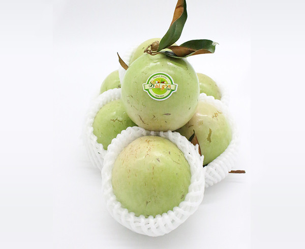 Đặc biệt, vú sữa xuất khẩu sang thị trường Mỹ cần thông qua những kiểm tra nghiêm ngặt về vệ sinh an toàn thực phẩm. Trong thành phần của quả không được chứa 5 chất hóa học mà Mỹ đã cấm. Ảnh: Vietpacking