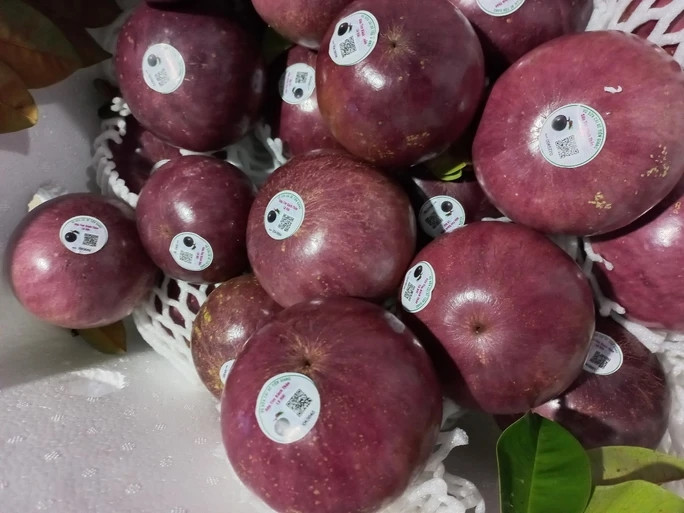 Vú sữa xuất khẩu cần đảm bảo không bị dập nát, hư hại hay nhiễm những sinh vật có hại. Ảnh: Người lao động