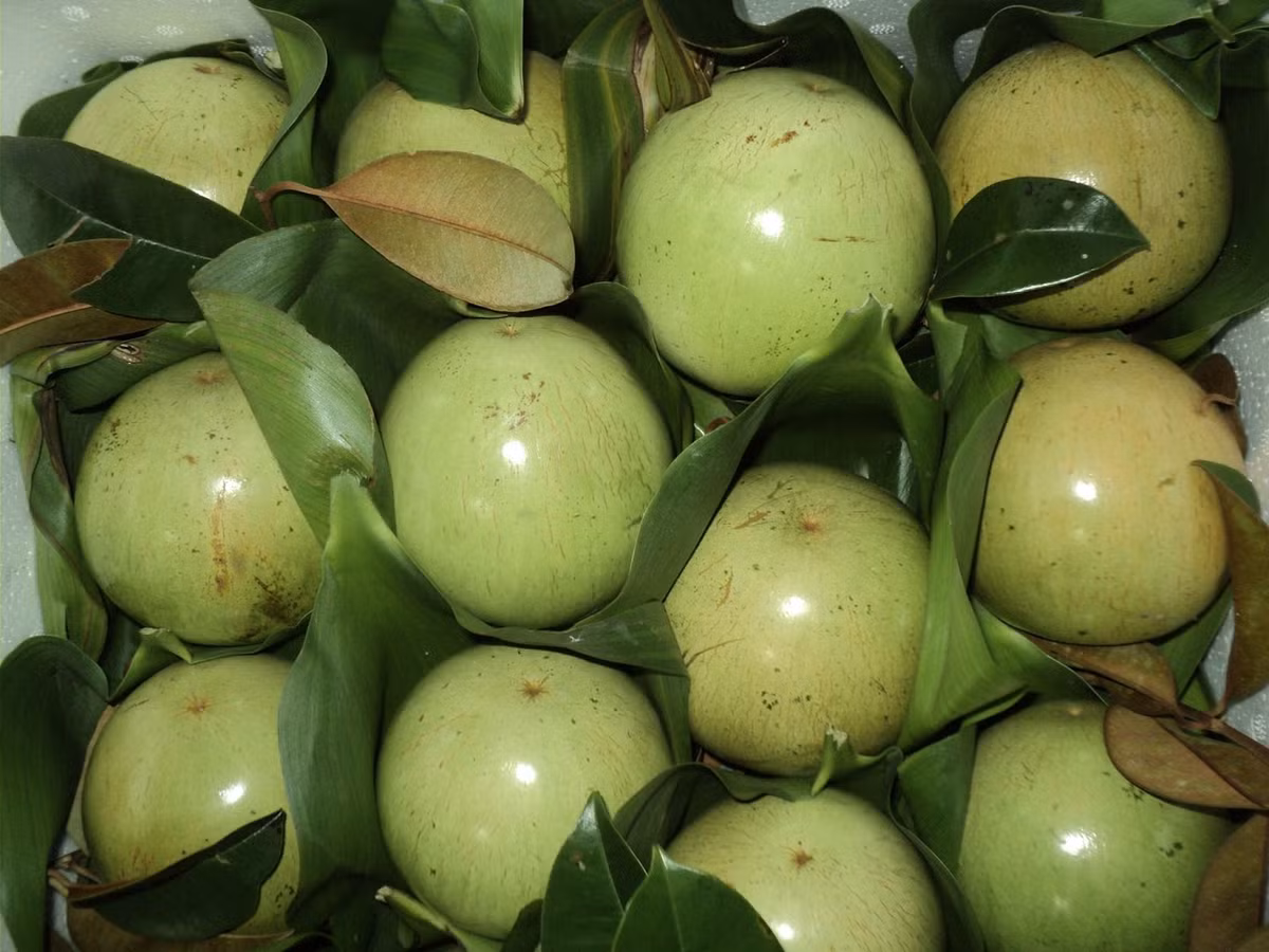 Tan muc loai qua Viet Nam doc quyen xuat khau tren the gioi