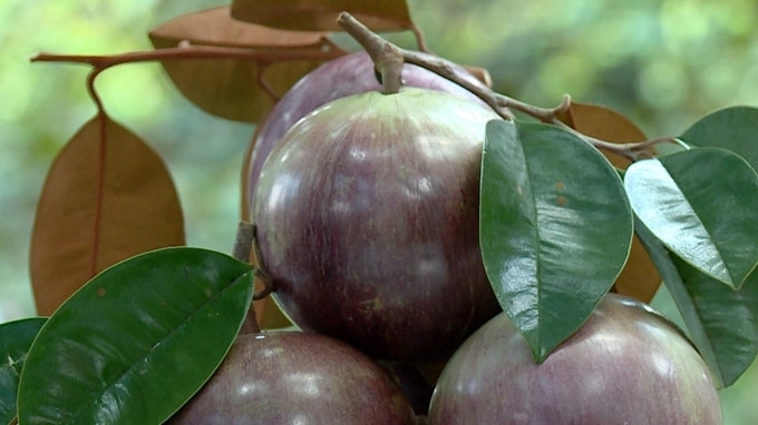 Hầu hết các vùng trồng vú sữa xuất khẩu của Việt Nam đã đổi sang canh tác theo tiêu chuẩn VietGAP và GlobalGAP. Ảnh: Báo công thương