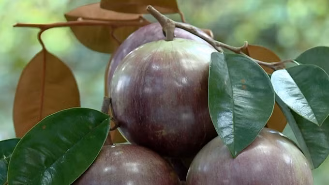 Hầu hết các vùng trồng vú sữa xuất khẩu của Việt Nam đã đổi sang canh tác theo tiêu chuẩn VietGAP và GlobalGAP. Ảnh: Báo công thương