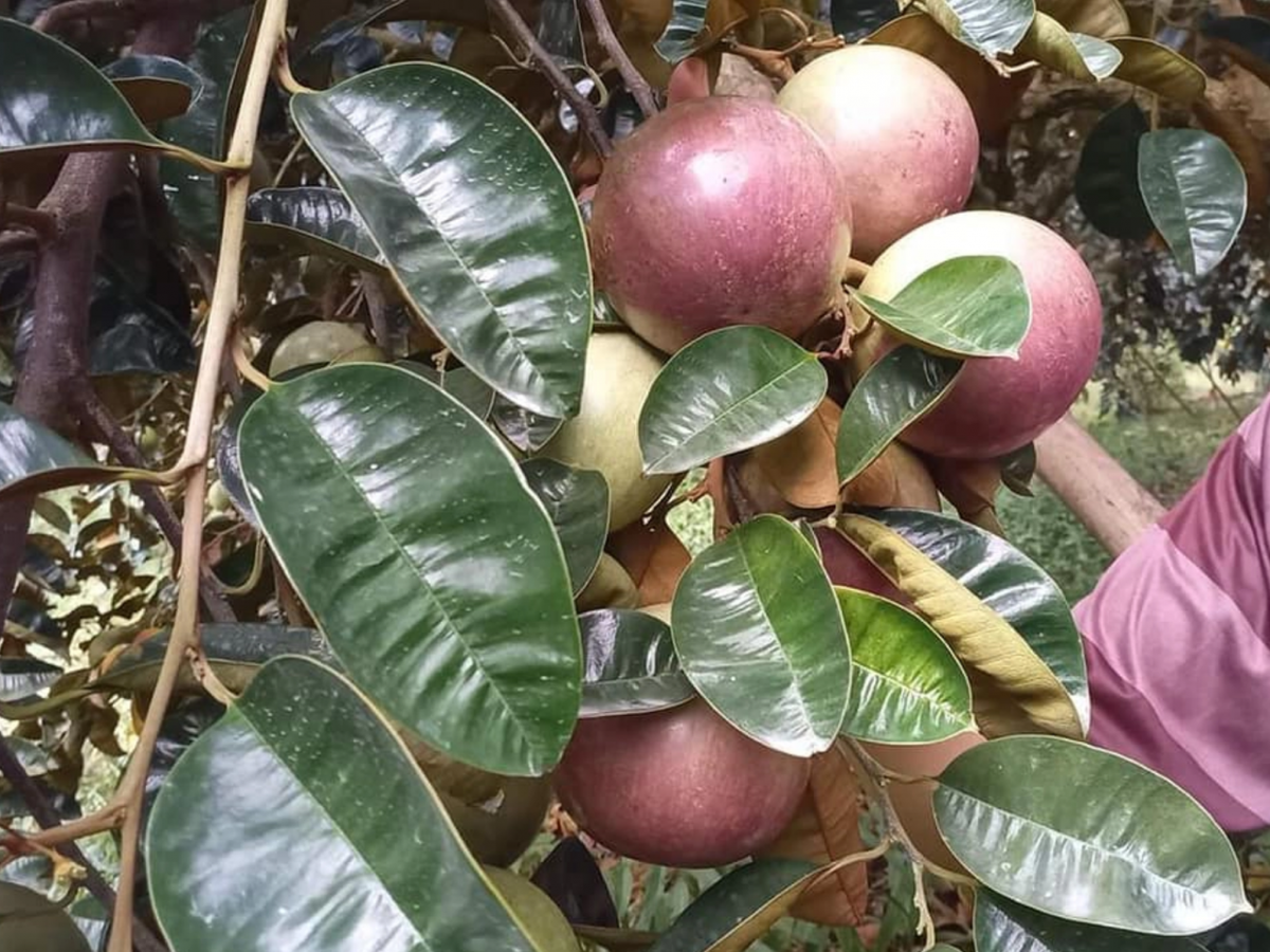 Để xuất khẩu sang Mỹ, những trái vú sữa phải được phát triển tại vùng trồng đạt tiêu chuẩn. Ảnh: Thời Đại