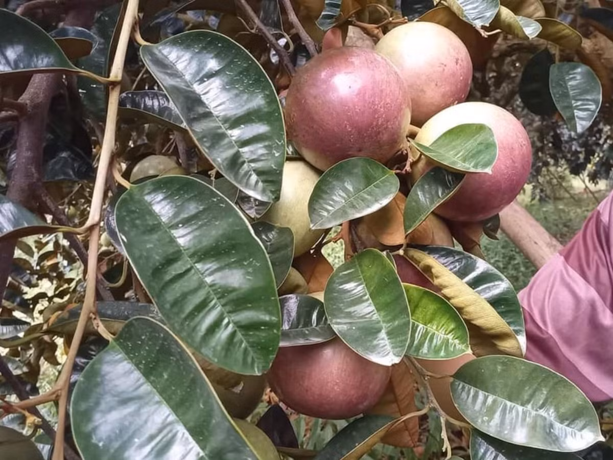 Để xuất khẩu sang Mỹ, những trái vú sữa phải được phát triển tại vùng trồng đạt tiêu chuẩn. Ảnh: Thời Đại