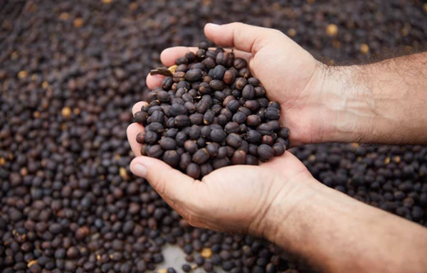 Được sản xuất tại một tỉnh xa xôi ở miền bắc Thái Lan, cà phê Black Ivory sử dụng máy móc tối thiểu, dựa vào quá trình tiêu hóa tự nhiên của voi. Ảnh: Getty