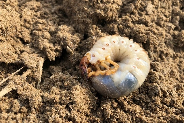 Người đi săn sùng đất thường bắt đầu từ khoảng 6h - 10h và tiếp tục từ 14h - 17h. Ảnh: Baonghean